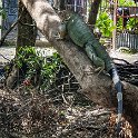 CRI PUN Quepos 2019MAY15 004  In heading back from lunch, we came across some of the biggest Iguana’s I’ve ever seen, fossicking around in the garbage strewn local river that runs down the street. : - DATE, - PLACES, - TRIPS, 10's, 2019, 2019 - Taco's & Toucan's, Americas, Central America, Costa Rica, Day, May, Month, Puntarenas, Quepos, Wednesday, Year